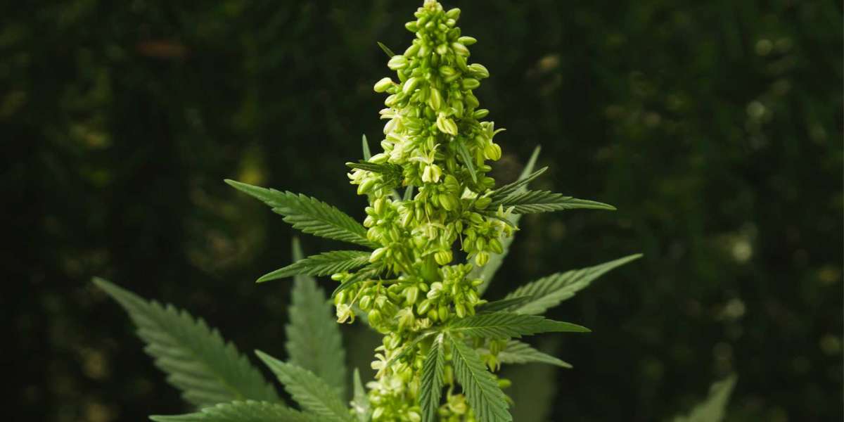 Male Marijuana Plant