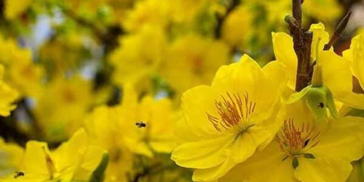 Chăm Sóc Cây Mai Vàng Cho Bông Hoa Nở Rực Rỡ Ngày Tết