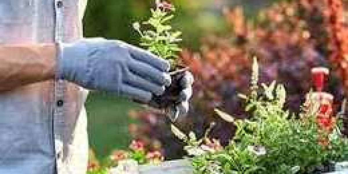 Gardening Tips Unveiled: Cultivate a Green Paradise with Expert Advice