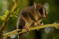 Possum Removal Eastern Suburbs Melbourne, Pest Control