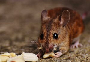 Rat Removal Mernda, Pest, Rodent Control Mernda