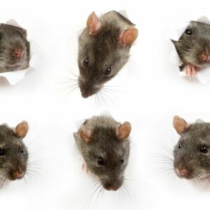 Rat Removal Berwick, Mice, Rodent Control Berwick