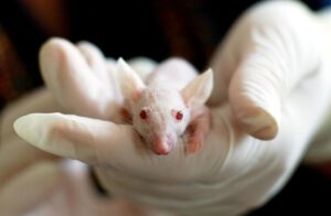 Rat Removal Richmond, Mice, Rodent Control Richmond