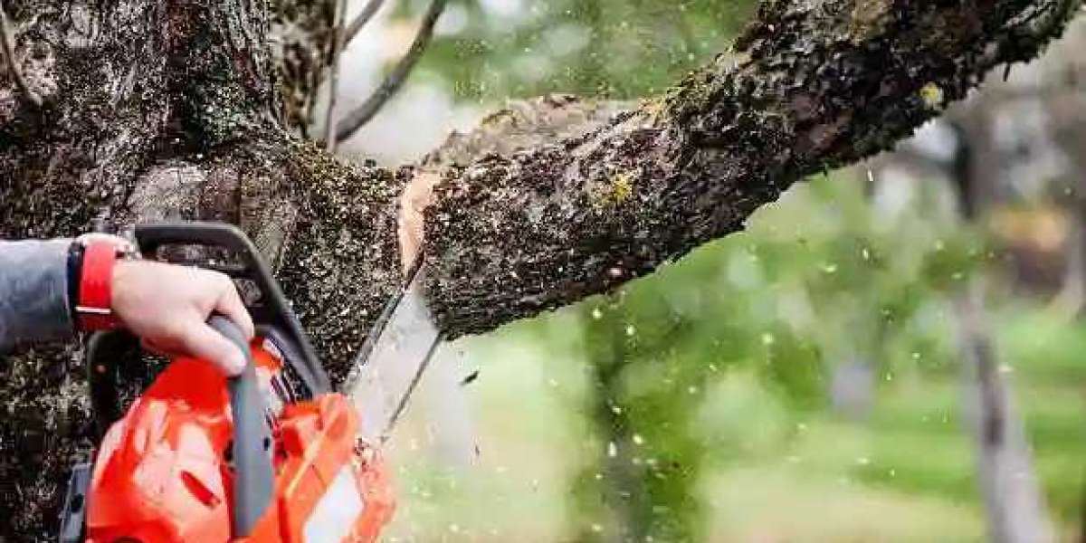 Tree Lopping Sydney: Professional Arborists at Your Service