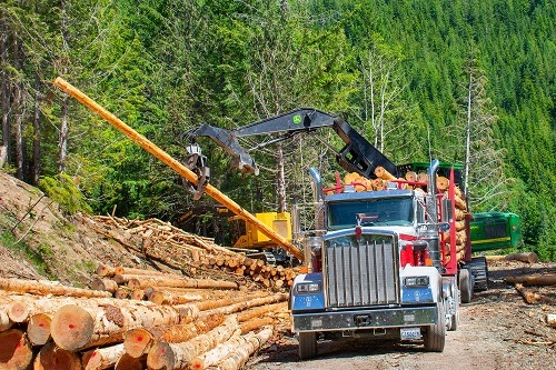 Understanding the Importance of Logging  in Various Industries