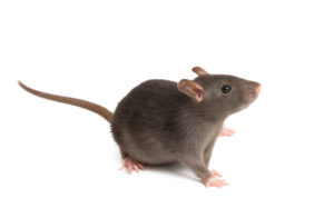 Rat Removal Brighton, Mice, Rodent Control Brighton