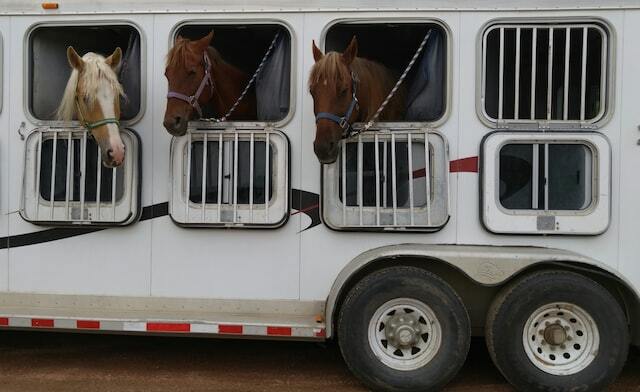 Relocating Your Horse Across California? A Guide to Safe and Affordable Transport – Rocking Y Ranch