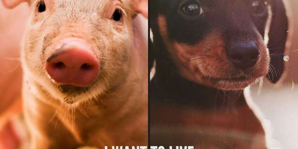  The Silent Tragedy: Unveiling Pig Slaughterhouse Suffering