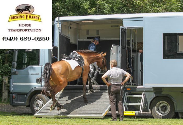 California Horse Transport: Affordable Options for Safe & Reliable Equine Shipping - WriteUpCafe.com