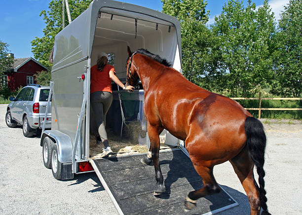 Guide To Nationwide Horse Transportation Services In California | Vipon