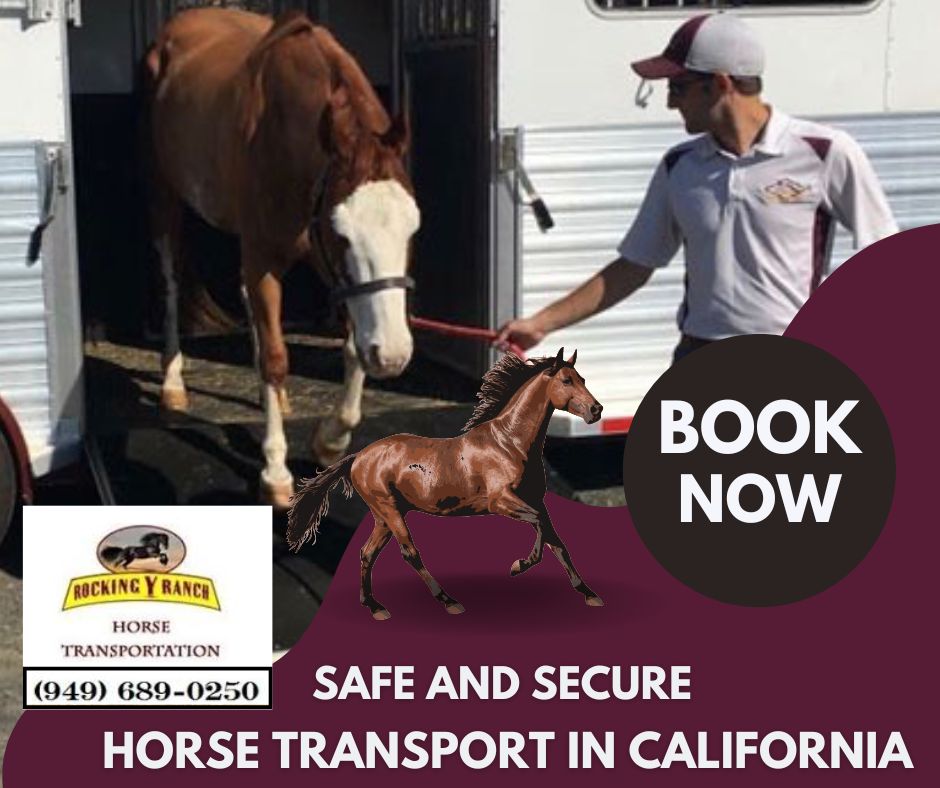 Safe and Secure Horse Transport in California with Rocking Y Ranch: arinaadam — LiveJournal