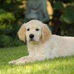 golden Retreiver