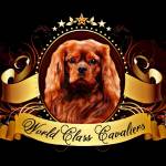 World Class Cavaliers LLC